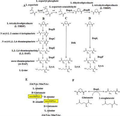 Comparative Molecular Dynamics Simulations Provide Insight Into Antibiotic Interactions: A Case Study Using the Enzyme L,L-Diaminopimelate Aminotransferase (DapL)